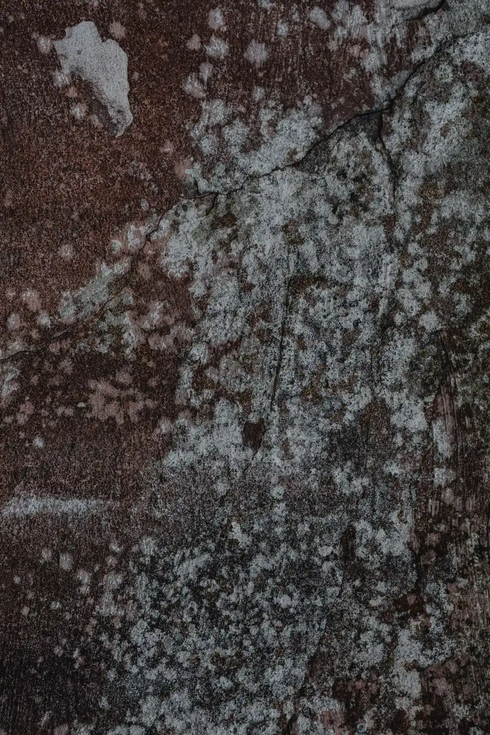 Mold growth spreading across a cracked water-damaged wall