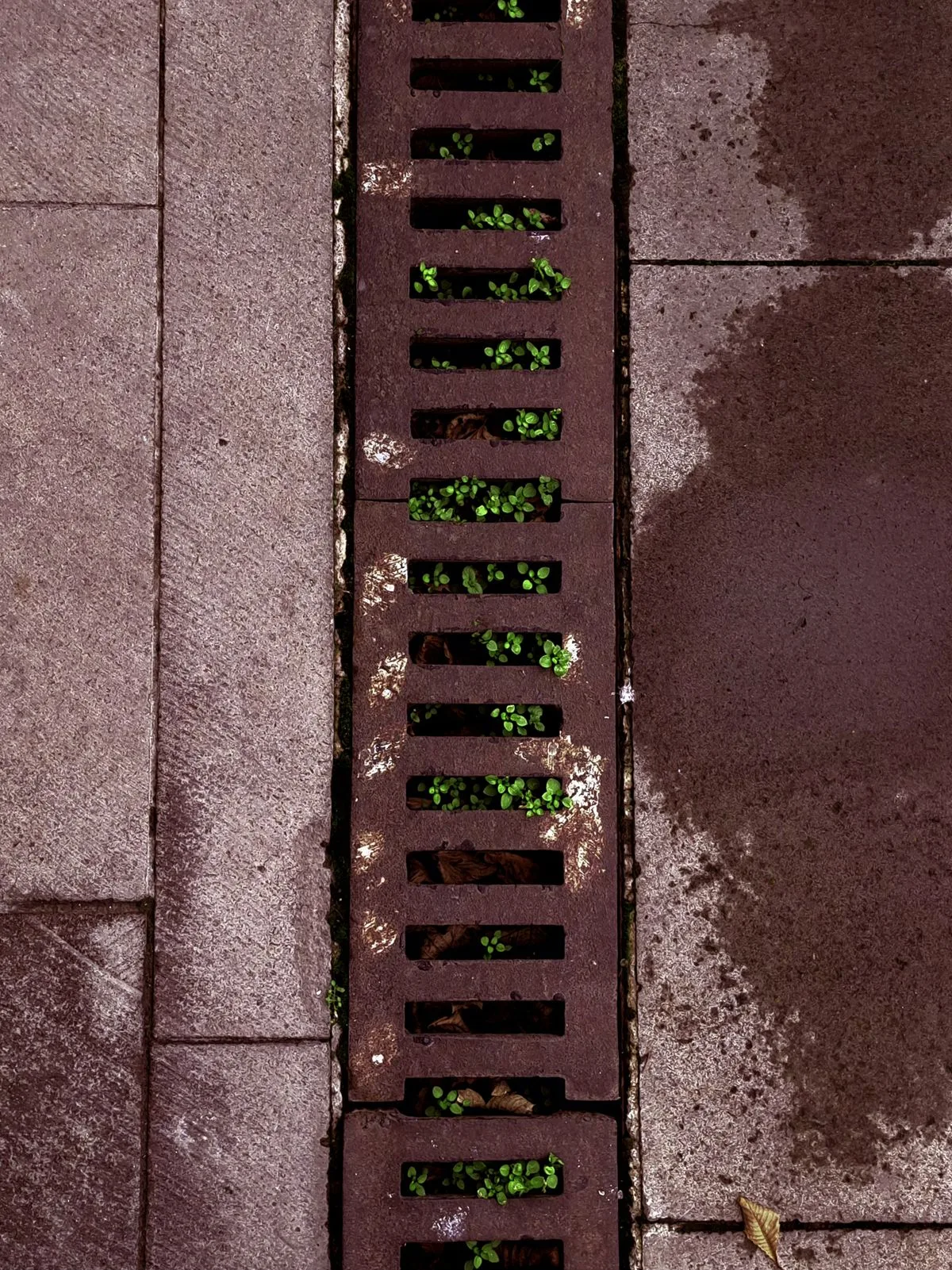 Metal drainage grate set into wet pavement with weeds growing through the slots